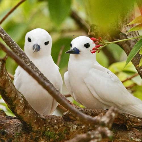 seychelles-booking-birds2-Bird-Island  (©  Seychelles Reservations)