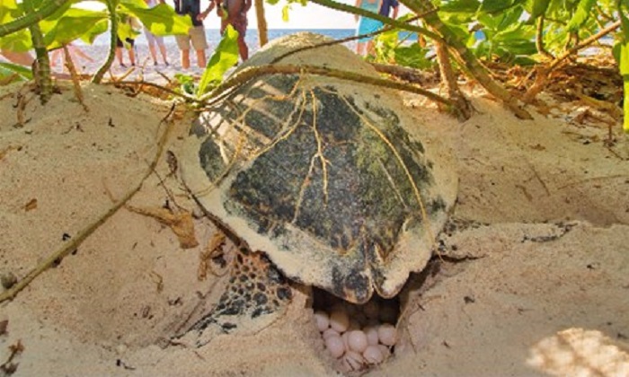 seychelles-booking-turtle1-Bird-Island  (©  Seychelles Reservations)