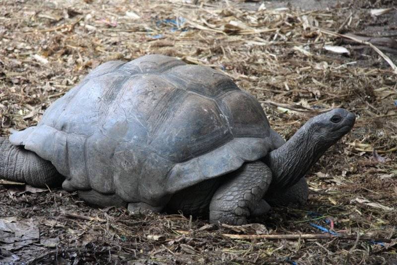 seychelles-la-digue-tortue-2  (©  Seychelles Reservations)