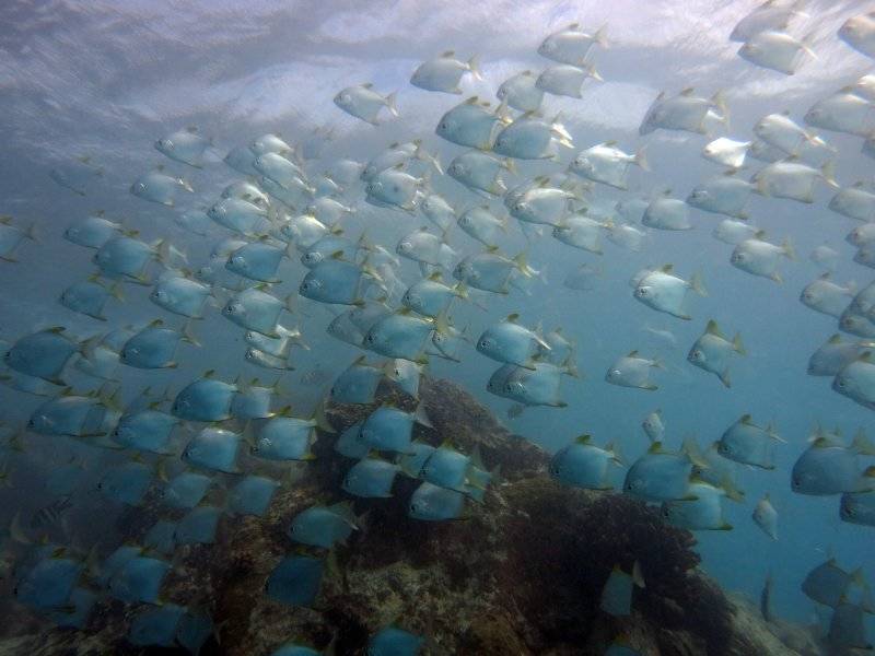 seychelles-mahe-blue-sea-divers-decouverte-24  (© Blue Sea Divers / Blue Sea Divers - cours FFESSEM - CEDIP -  6 jours (niveau 2))