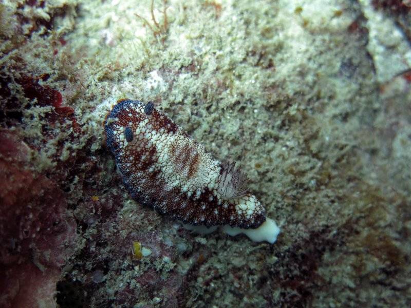 seychelles-mahe-blue-sea-divers-decouverte-26  (©  Seychelles Reservations)