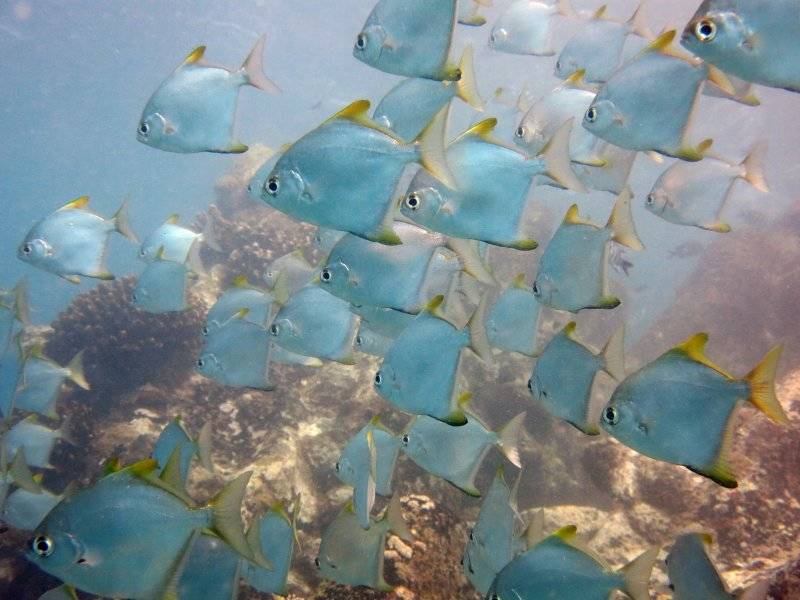 seychelles-mahe-blue-sea-divers-decouverte-27  (©  Seychelles Reservations)