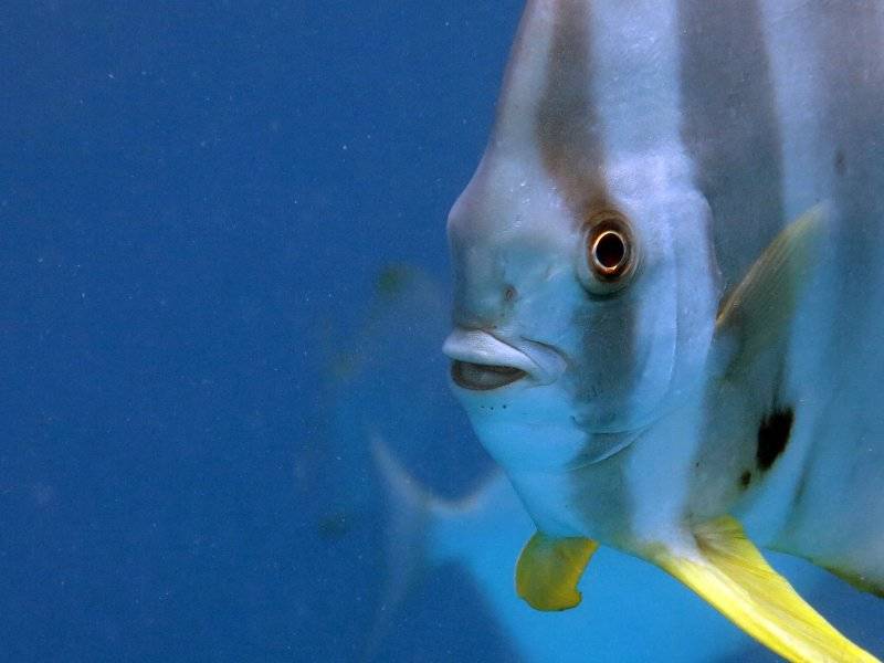 seychelles-mahe-blue-sea-divers-decouverte-38  (© Blue Sea Divers / Blue Sea Divers - cours FFESSM - CEDIP - 4 jours (niveau 1))