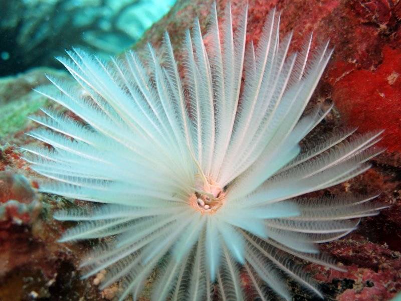 seychelles-mahe-blue-sea-divers-decouverte-39  (© Blue Sea Divers / Blue Sea Divers - cours FFESSEM - CEDIP -  6 jours (niveau 3))