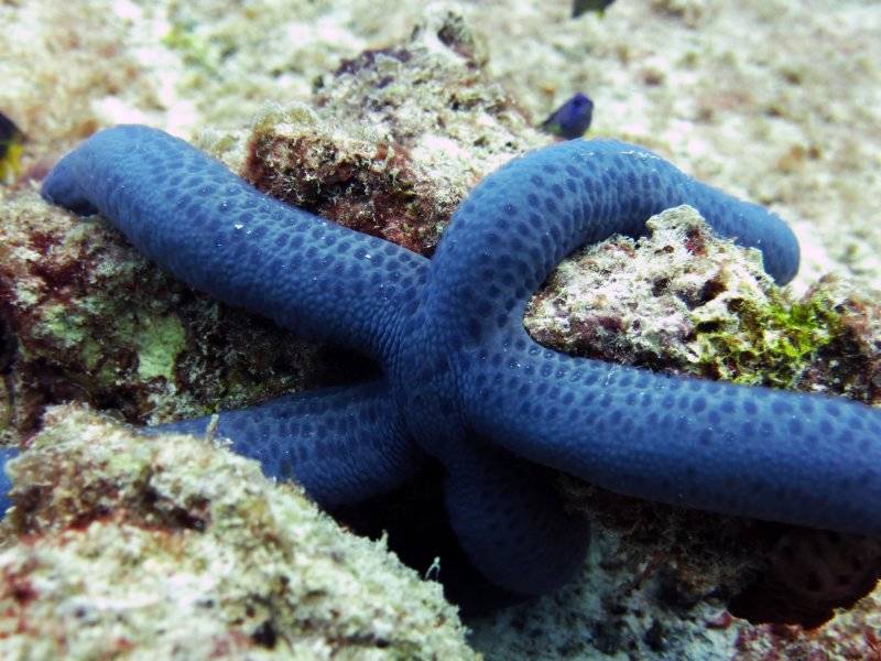 seychelles-mahe-blue-sea-divers-decouverte-40  (© Blue Sea Divers / Blue Sea Divers - cours FFESSEM - CEDIP -  6 jours (niveau 2))