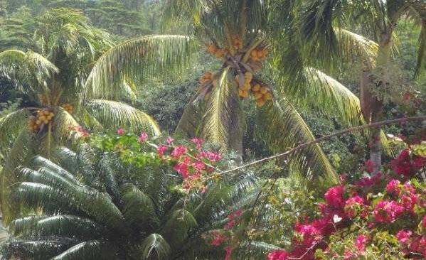 seychelles-praslin-le-cocotie-jardinr  (© Island Experience - Le Cocotier / Le Cocotier)
